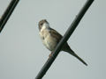 Fauvette grisette Sylvia communis