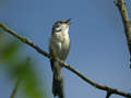 Fauvette grisette Sylvia communis