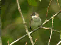 Fauvette grisette Sylvia communis