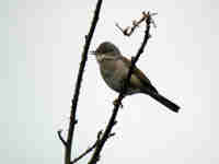 Fauvette grisette Sylvia communis