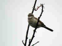 Fauvette grisette Sylvia communis