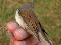 Fauvette grisette Sylvia communis