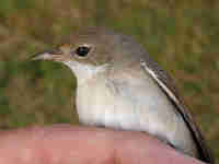 Fauvette grisette Sylvia communis