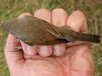 Fauvette grisette Sylvia communis