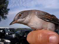 Fauvette grisette Sylvia communis