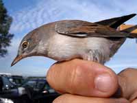 Fauvette grisette Sylvia communis