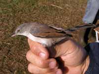 Fauvette grisette Sylvia communis