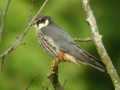 Faucon hobereau Falco subbuteo