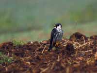 Faucon hobereau Falco subbuteo