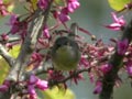 Fauvette mélanocéphale Sylvia melanocephala