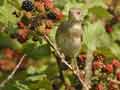 Fauvette passerinette Sylvia cantillans