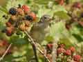 Fauvette passerinette Sylvia cantillans