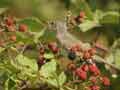 Fauvette passerinette Sylvia cantillans