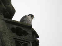 Faucon pèlerin Falco peregrinus