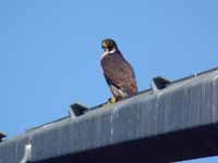 Faucon pèlerin Falco peregrinus