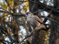 Faucon pèlerin Falco peregrinus