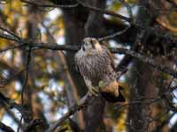 Faucon pèlerin Falco peregrinus