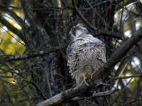 Faucon pèlerin Falco peregrinus