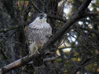 Faucon pèlerin Falco peregrinus