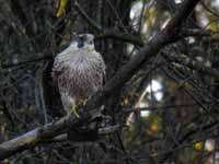 Faucon pèlerin Falco peregrinus