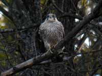 Faucon pèlerin Falco peregrinus