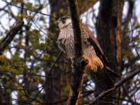 Faucon pèlerin Falco peregrinus