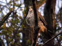 Faucon pèlerin Falco peregrinus