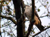 Faucon pèlerin Falco peregrinus