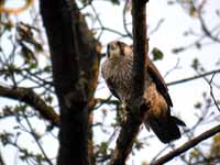 Faucon pèlerin Falco peregrinus