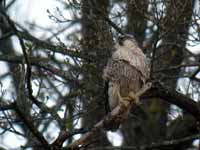 Faucon pèlerin Falco peregrinus