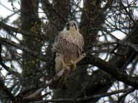 Faucon pèlerin Falco peregrinus