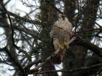 Faucon pèlerin Falco peregrinus