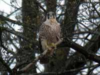 Faucon pèlerin Falco peregrinus