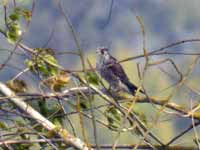 Faucon pèlerin Falco peregrinus