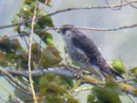 Faucon pèlerin Falco peregrinus