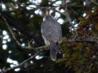 Faucon pèlerin Falco peregrinus