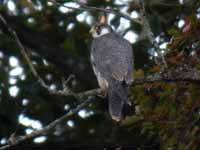 Faucon pèlerin Falco peregrinus