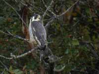 Faucon pèlerin Falco peregrinus