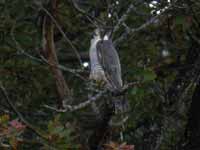 Faucon pèlerin Falco peregrinus