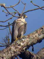 Faucon pèlerin Falco peregrinus