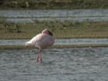 Flamant nain Phoenicopterus minor