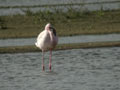 Flamant nain Phoenicopterus minor