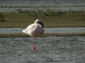 Flamant nain Phoenicopterus minor