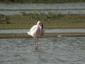 Flamant nain Phoenicopterus minor