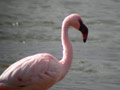 Flamant nain Phoenicopterus minor