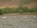 Flamant rose Phoenicopterus (ruber) roseus