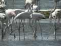 Flamant rose Phoenicopterus (ruber) roseus