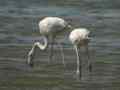 Flamant rose Phoenicopterus (ruber) roseus