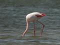 Flamant rose Phoenicopterus (ruber) roseus