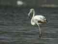 Flamant rose Phoenicopterus (ruber) roseus